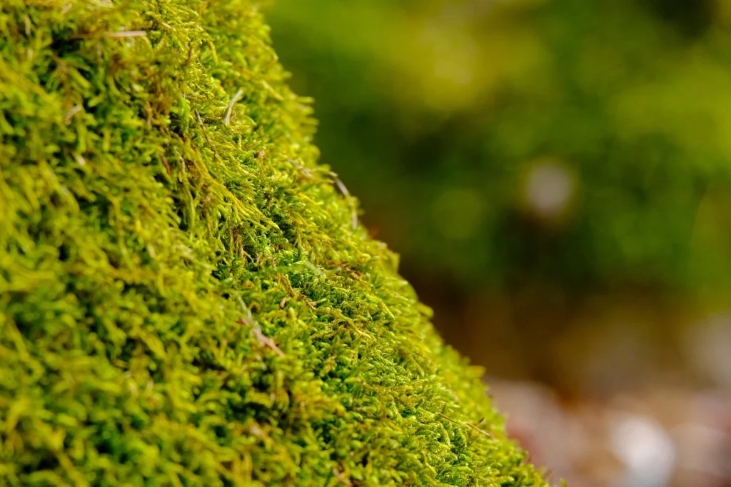 Caring for Your Scandinavian Moss: Tips and Tricks