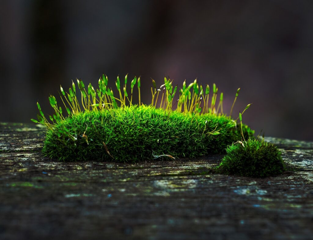 The Wonders of Scandinavian Moss: Nature's Unique Decor